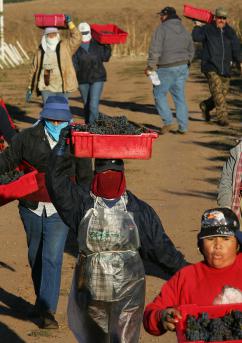 Grape harvest in California (Robyn Beck | AFP)