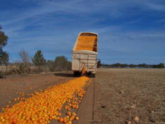 Domestically grown oranges are disposed of in Australia because they can't be sold at a profit (John Schilling)