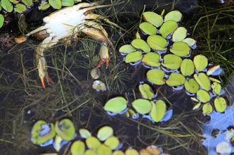 Dead crabs and fish float in the oil-covered waters off the coast of Louisiana (Erika Blumenfeld)