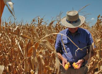 Drought caused by climate change is affecting U.S. corn crops (AgriLife Today)