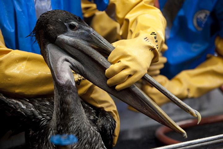 Workers in a Fort Jackson, La., rescue center clean oil from a brown pelican