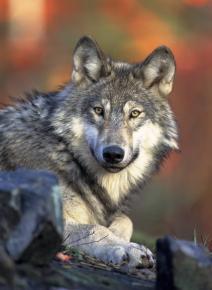 The gray wolf has been taken off the endangered species list because of the actions of the Bush and Obama administrations