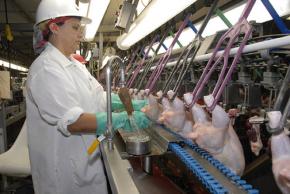 Inside a poultry-processing plant