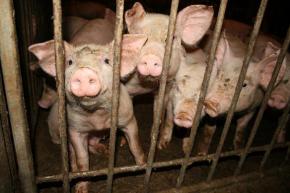 Cramped conditions inside an industrial pig farm