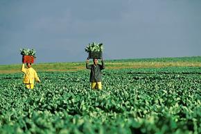 Farmworkers harvesting in the fields