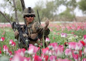 A soldier makes his way through an Afghan poppy field during a security patrol in Helmand Province
